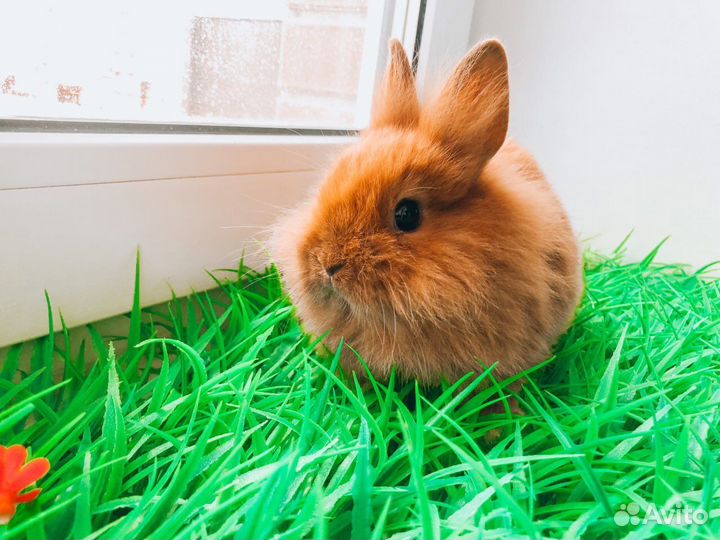 Мини карликовый кролик - королевский