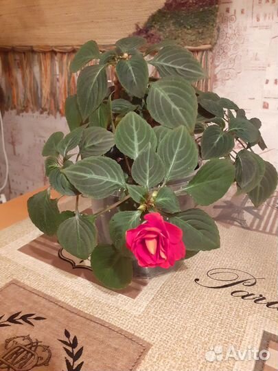 Бальзамин махровый