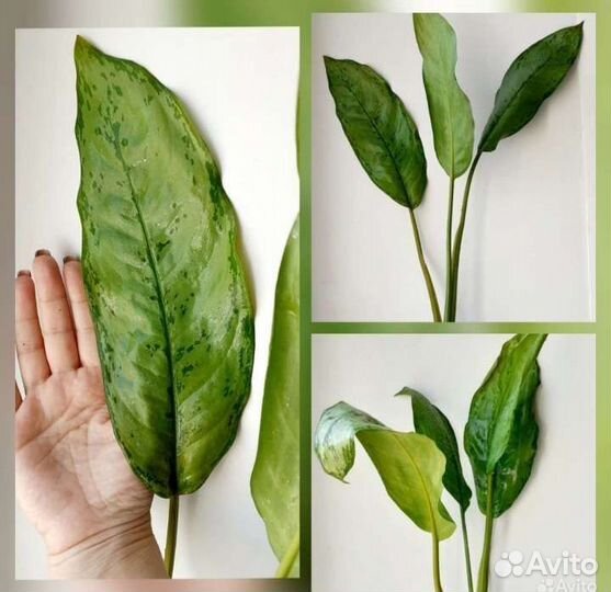 Аглаонема фридман