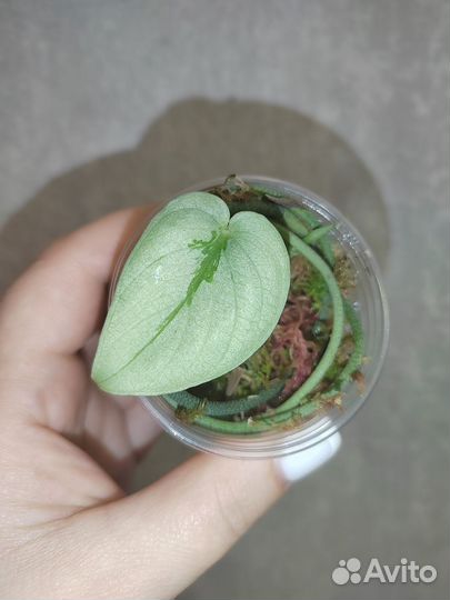 Сциндапсусы сортовые