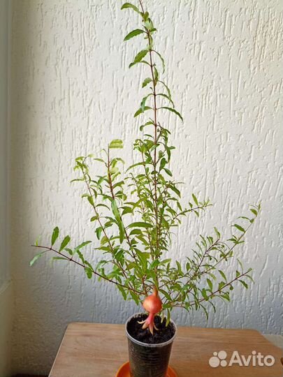 Гранат декоративный