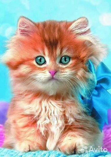 Алмазная мозаика 30x40 Рыженький котёнок с голубым