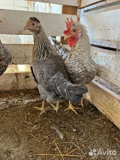 Легбар кремовый, Ушанка