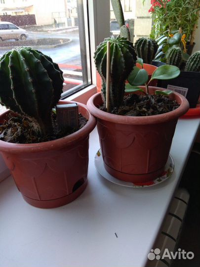 Кактус размер до 30 см