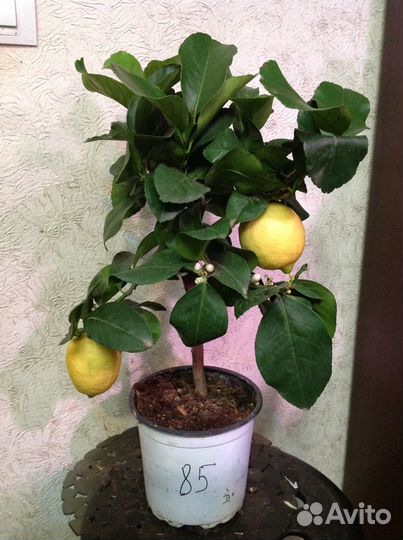 Лимон с плодами высокоурожайный сорт. Доставка