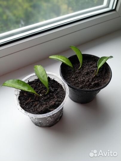 Хойя вайети (Hoya wayetii )