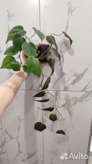 Монстера, алоказия,филодендрон, замиокулькас и т.д