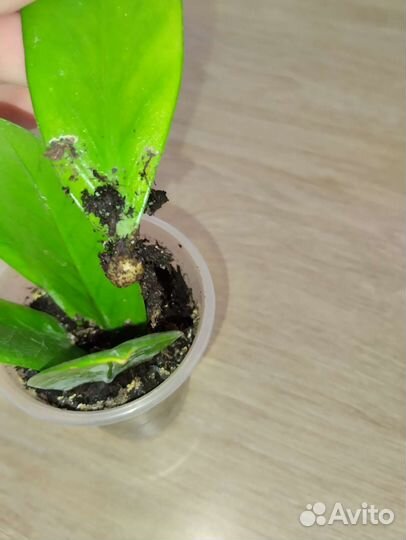 Замиакулькас комнатные растения долларовое дерево
