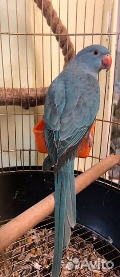 Ожереловый попугай с клеткой