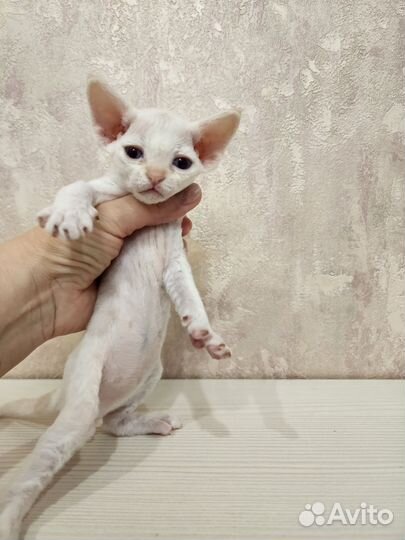 Котята девон-рекс