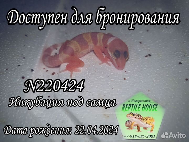 Эублефары малыши