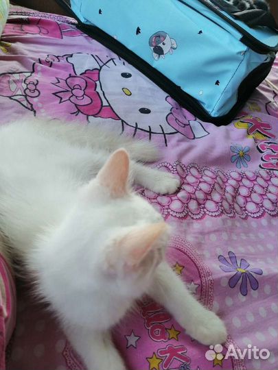 Мальчишки мишки