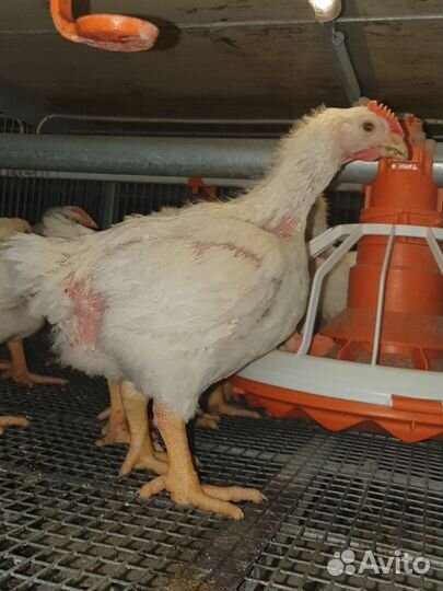 Бройлеры Кобб 500/700 и Росс 308 Желтоногие