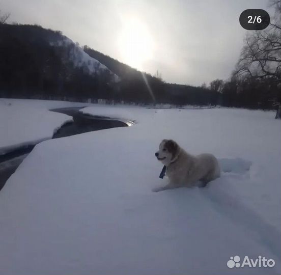 Собака алабай