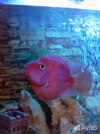 Аквариумные рыбы попугай