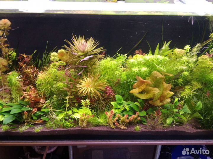 Аквариумные растения