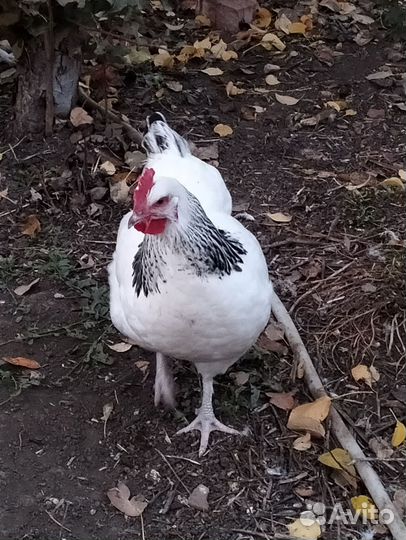 Куры петухи