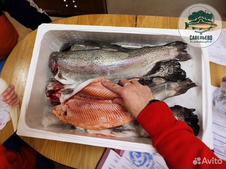 Форель охлажденная потрошеная Оптом и в Розницу
