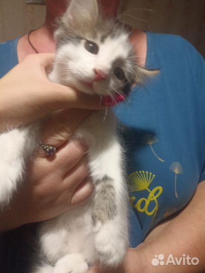 Котята в добрые руки бесплатно