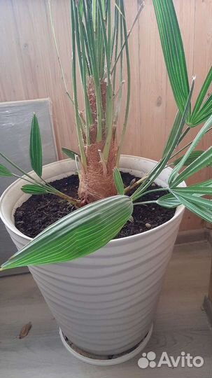 Пальма веерная