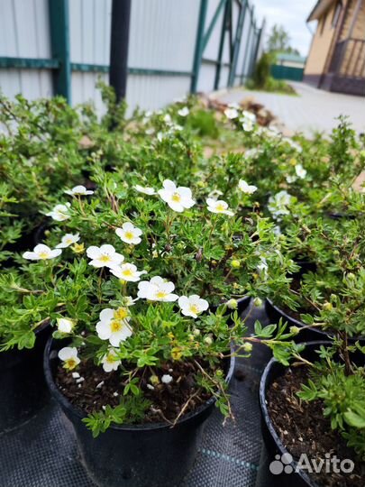 Саженцы многолетних декоративных кустарников