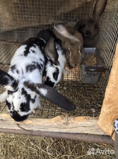 Продам кроликов живьем и мясом