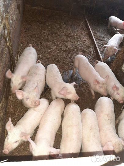 Поросята