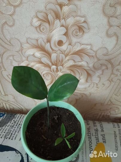 Комнатные цветы