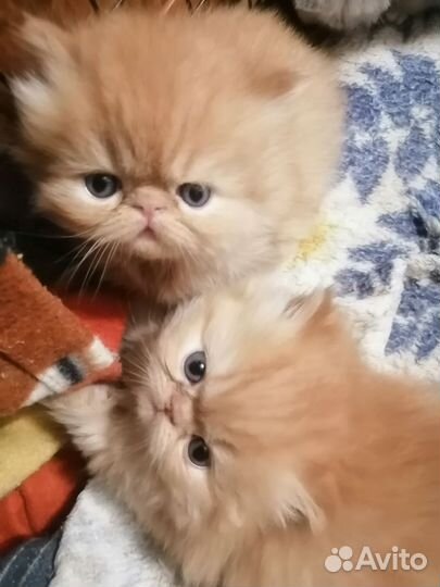 Котята персидские