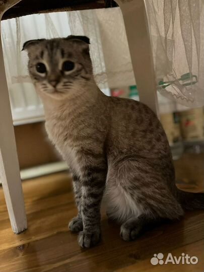 Шотландская кошечка стерильна