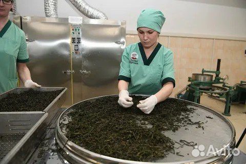 Москва Вахта 15/15 с проживанием- Разрехлитель чая