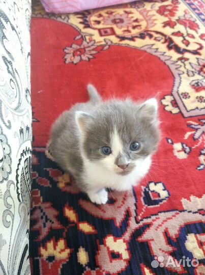 Котенок в добрые руки, мальчик