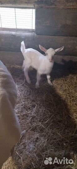 Чп Козлики зааненской породы