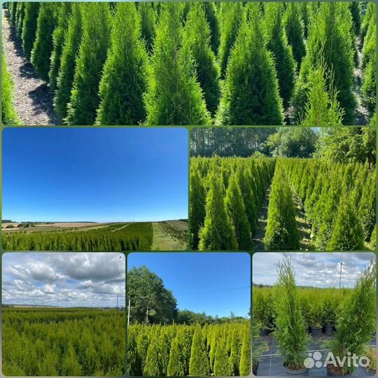 Туя Смарагд 80-100 см