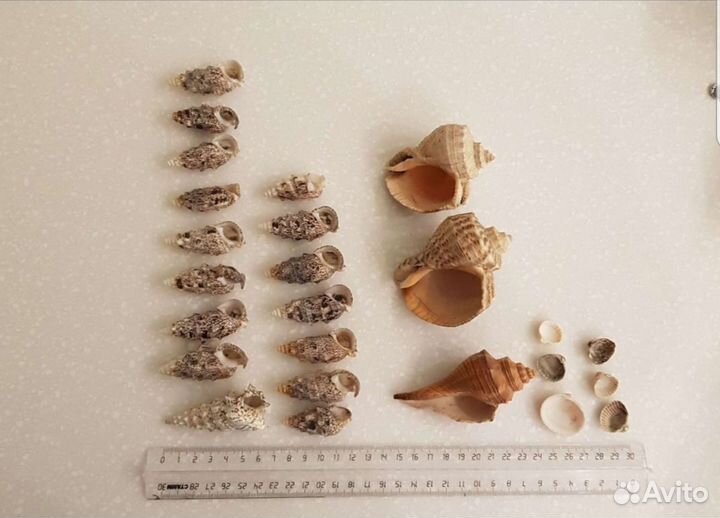 Морские ракушки