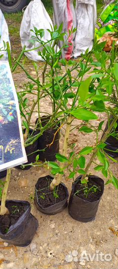 Лимонное дерево