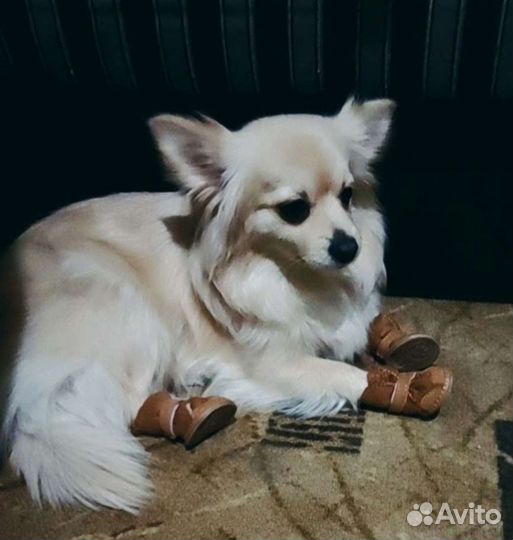 Обувь для собак