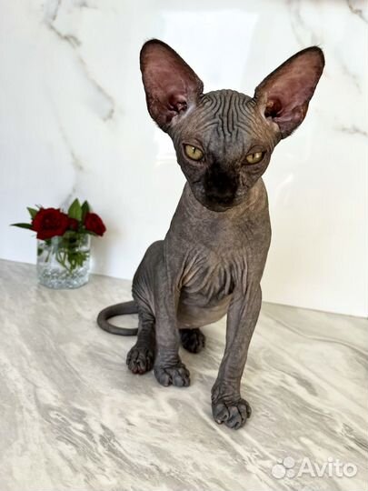 Канадский сфинкс котенок