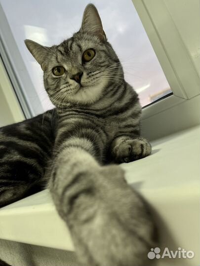 Котик ищет дом