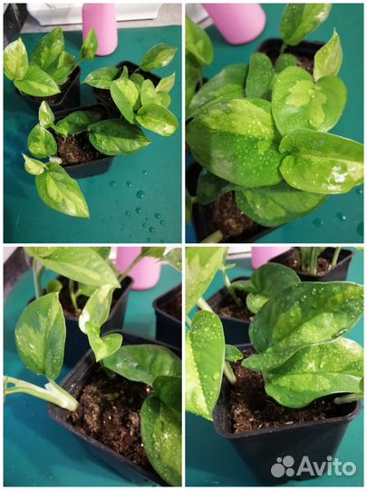 Сциндапсусы