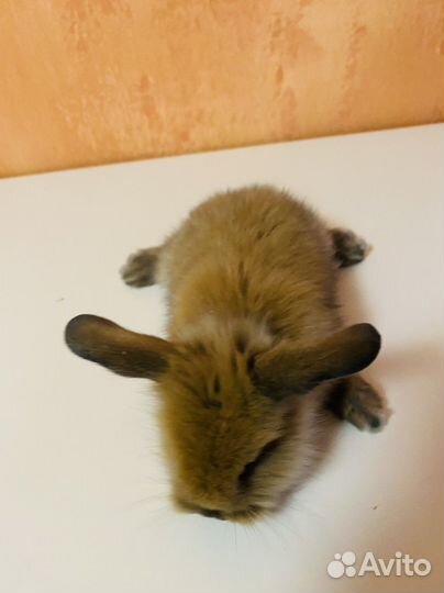 Кролик карликовый