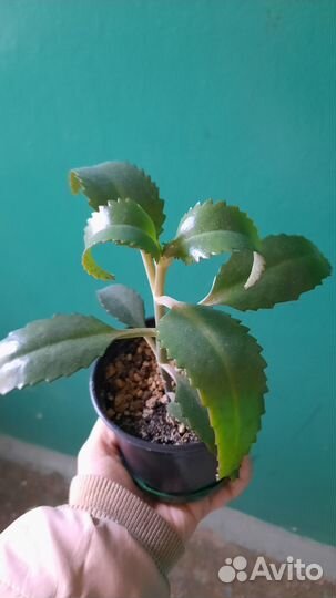 Каланхое лечебное