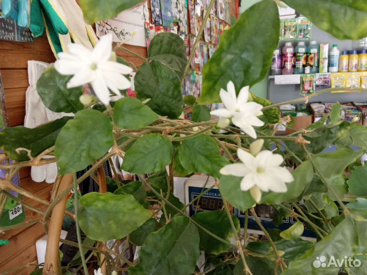 Жасмин комнатный