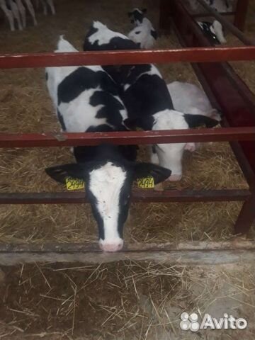 Бычки, телята