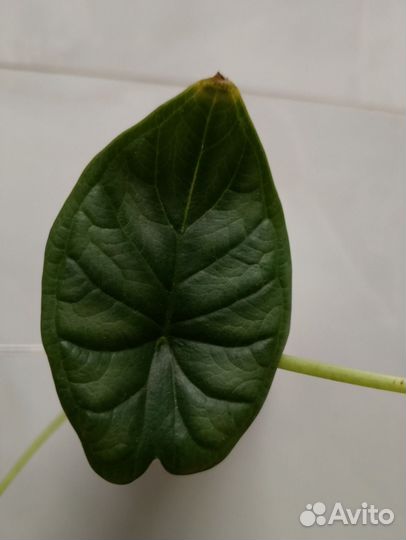 Алоказия Драгон скале