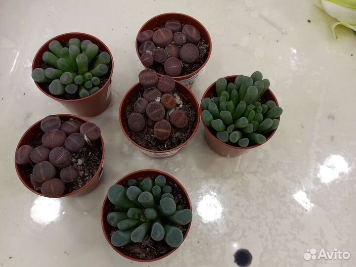 Кактусы и суккуленты