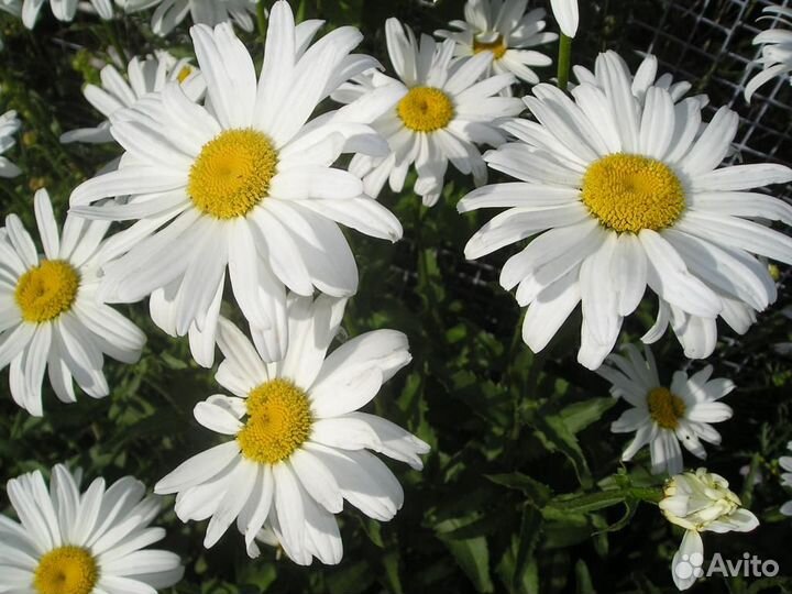 Цветы, кустарники, лианы, пряные травы