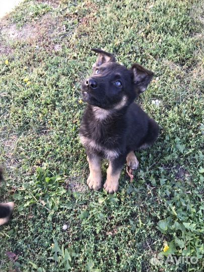 Щенки немецкой овчарки