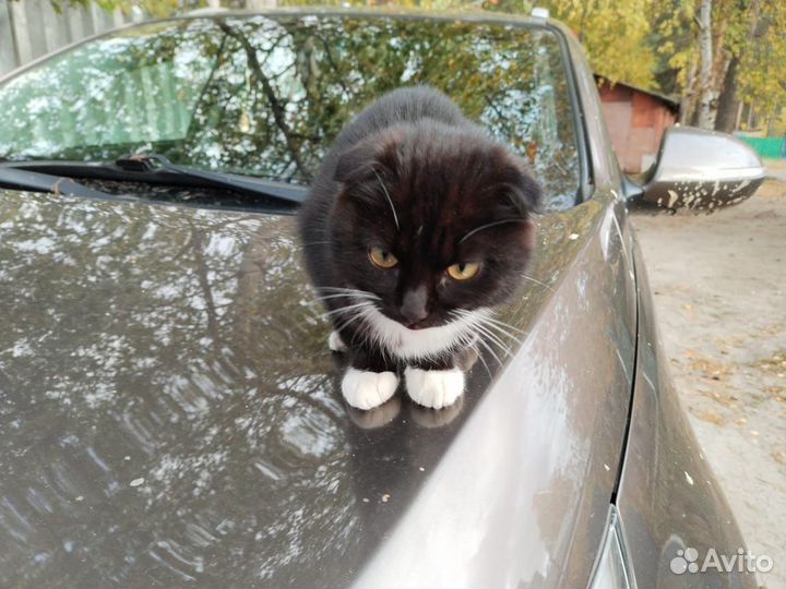 Кошки вислоухие