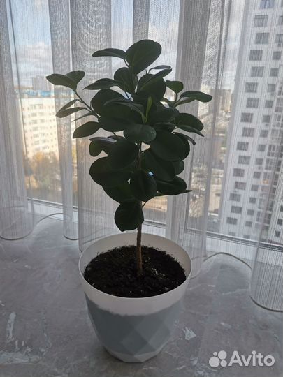Фикус декоративный